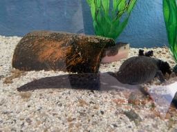 Axolotl abzugeben